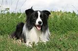 BORDER COLLIE 608